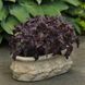 Базилік Purple Ruffles pro-bazpurruf-1000 фото 2