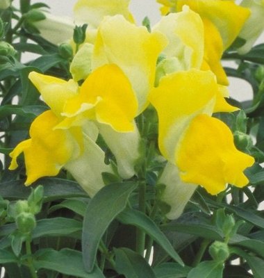 Ротики садові Floral Showers F1 Yellow pro-FloralShowersYellow-1000 фото