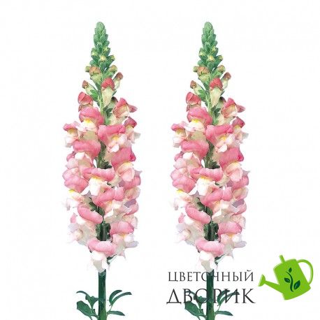 Ротики садові Admiral Pink Bicolour pro-lvizevadmpinbic-1000 фото