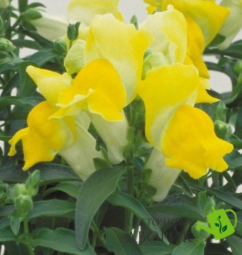 Ротики садові Floral Showers F1 Yellow pro-FloralShowersYellow-1000 фото