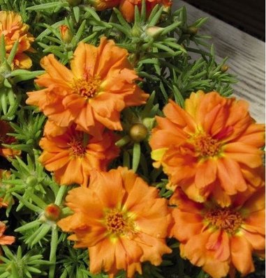 Портулак великоквітковий Sundial Orange pro-SundialOrange-1000 фото