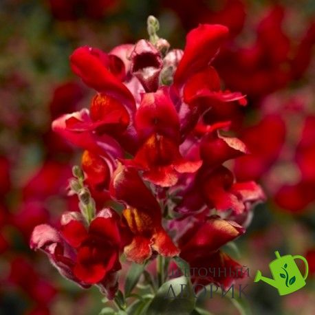 Ротики садові Crackle&Pop Scarlet pro-lvizevcrascanew202-1000 фото