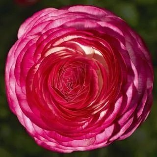 Ранункулюс Magic Rose Delight pro-MagicRoseDelight-1000 фото