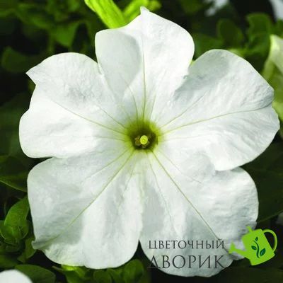 Петунія Tritunia F1 Fresh White pro-pettrif1frewhi-1000 фото