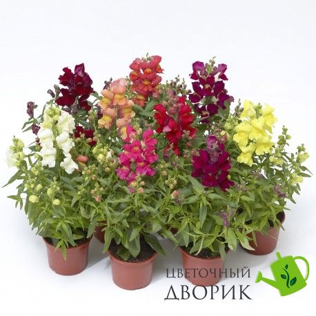 Ротики садові Snaptini F1 Mix pro-lvizevsnaf1mix-1000 фото