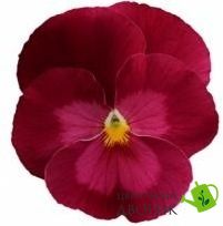 Виола Premier Clear Rose pro-vioprecleros-1000 фото