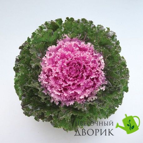 Капуста декоративна Crystal Pink  pro-kapdekcrypinnew202-1000 фото