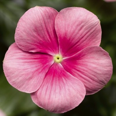 Вінка Cora Cascade Shell Pink pro-vincorcasshepin-1000 фото