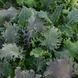 Салат SimplySalad Kale Storm Mix pro-salsimkalstomix-1000 фото 1