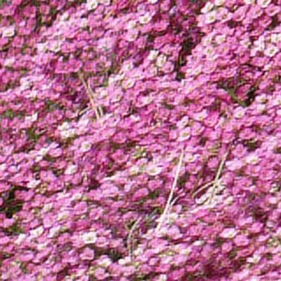 Алиссум Easter Bonnet Deep Pink pro-alieasbondeepin-1000 фото