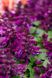 Сальвия Reddy Purple pro-ReddyPurple-1000 фото 2