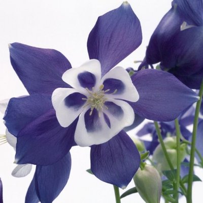 Аквилегия Spring Magic Blue&White pro-akvsprmagblu-1000 фото