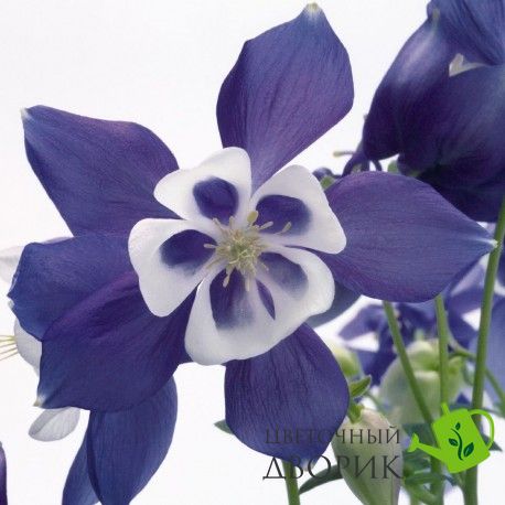 Аквилегия Spring Magic Blue&White pro-akvsprmagblu-1000 фото