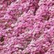 Алиссум Easter Bonnet Deep Pink pro-alieasbondeepin-5000 фото 1