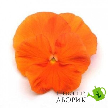 Виола Spring Matrix F1 Deep Orange pro-viosprmatf1deeora-1000 фото