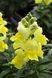 Ротики садові Statement F1 Yellow NEW 2023 pro-Statementyellow-100 фото 1