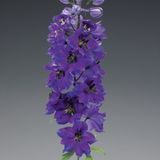 Дельфініум Excalibur Dark Blue Black Bee pro-delexcdarblublabee-1000 фото