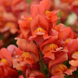Львиный зев Snapshot F1 Orange SnapshotOrange фото