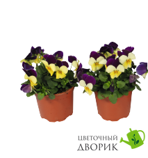 Вiола рогата Admire F1 Lemon Purple Wing pro-AdmireLePW-1000 фото