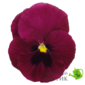 Вiола Inspire DeluXXe F1 Deep Rose Blotch  InspireDeluXXeDeepRoseBlotch-10 фото