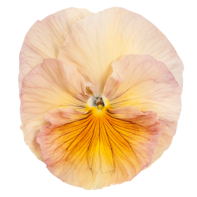 Віола кустовая Inspire F1 Peach Shades pro-viokusinsf1peasha-500 фото