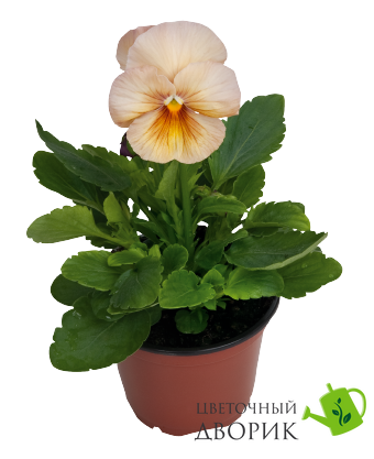 Віола кустовая Inspire F1 Peach Shades pro-viokusinsf1peasha-500 фото