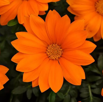 Газанія New Day F1 Clear Orange pro-gaznewdayf1cleora-1000 фото