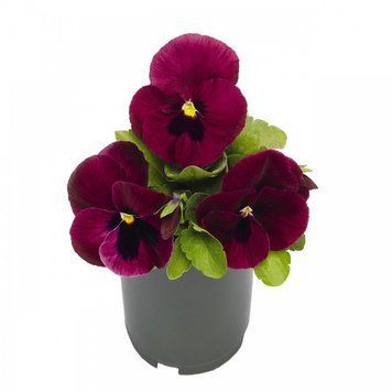 Виола Inspire DeluXXe F1 Deep Rose Blotch  InspireDeluXXeDeepRoseBlotch-10 фото