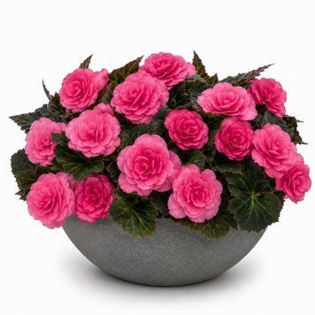 Бегония клубневая Nonstop Mocca F1 Pink Shades pro-begklunonmocf1pinsha-500 фото