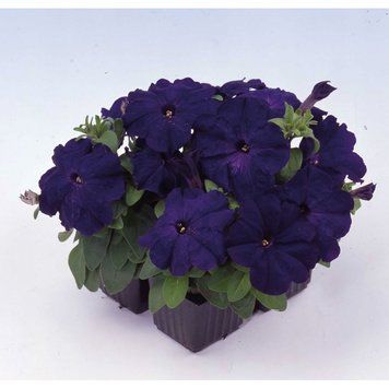 Петунiя Mambo F1 Blue pro-MamboBlue-1000 фото