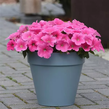 Петуния E3 Easy Wave F1 Pink Cosmo pro-pete3easwavf1pincosnew202-100 фото