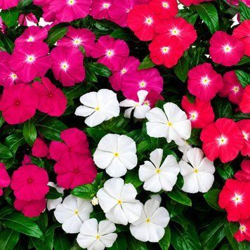Винка Victory Mix VictoryMix фото