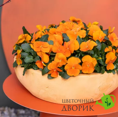 Віола рогатая Penny Pro F1 Orange pro-viorogpenf1ora-1000 фото