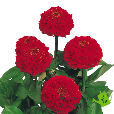 Цинния Oklahoma Scarlet OklahomaScarlet фото