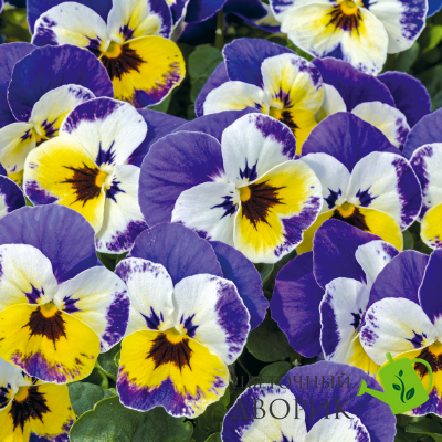 Віола рогатая Admire F1 Jolly Face pro-viorogadmf1jolfac-1000 фото