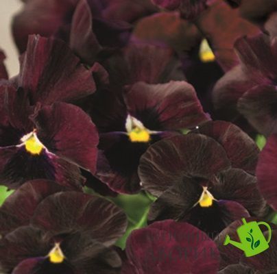 Вiола Inspire DeluXXe F1 Deep Rose Blotch  InspireDeluXXeDeepRoseBlotch-10 фото