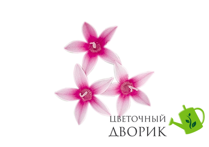 Пентас Graffiti Flirty Pink  po-GraffitiFlirtyPink-500 фото