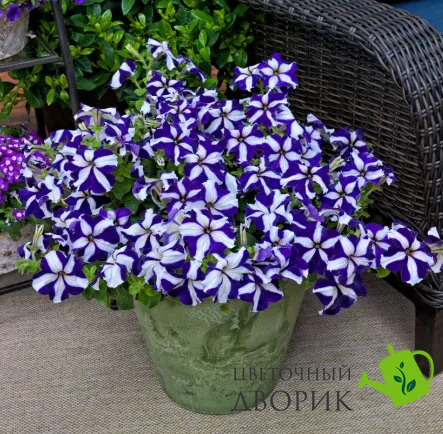 Петунія Tritunia F1 Blue Star pro-pettrif1blusta-1000s фото
