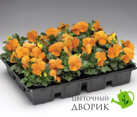 Вiола рогата Penny F1 Tangerine pro-PennyTangerine-1000 фото