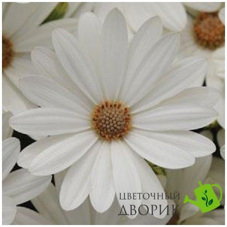 Остеосперіум Akila Daisy White pro-ostakidaiwhi-100 фото