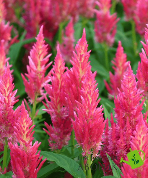 Целозія Flamma Pink pro-FlammaPink-1000 фото