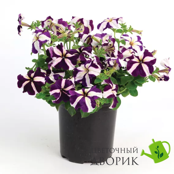 Петунія Tritunia F1 Blue Star pro-pettrif1blusta-1000s фото
