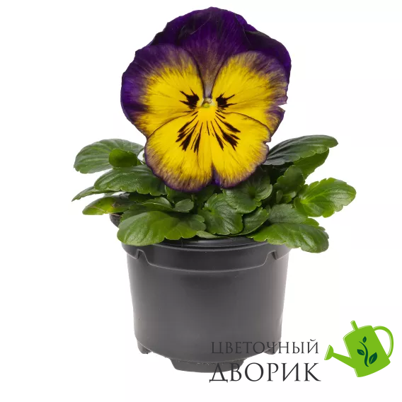 Вiола Delta F1 Blue Morpho DeltaBlueM фото