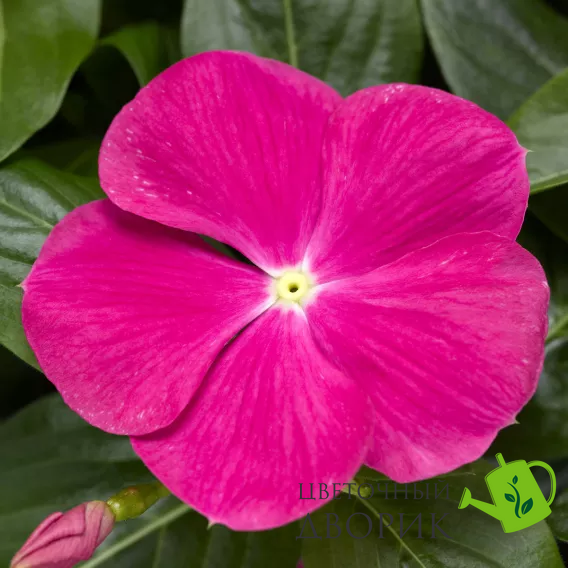 Винка Cora Cascade XDR Bright Rose  pro-vincorcasbrirosnew-500 фото