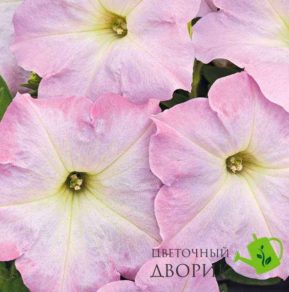 Петунія Success! TR F1 Light Pink Morn pro-SUCCESS!TRLightPinkMorn-500 фото
