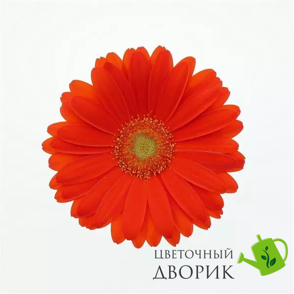 Гербера ColorBloom Orange with Light Eye New2027 pro-ColorBloomOrangewithLightEye-100 фото
