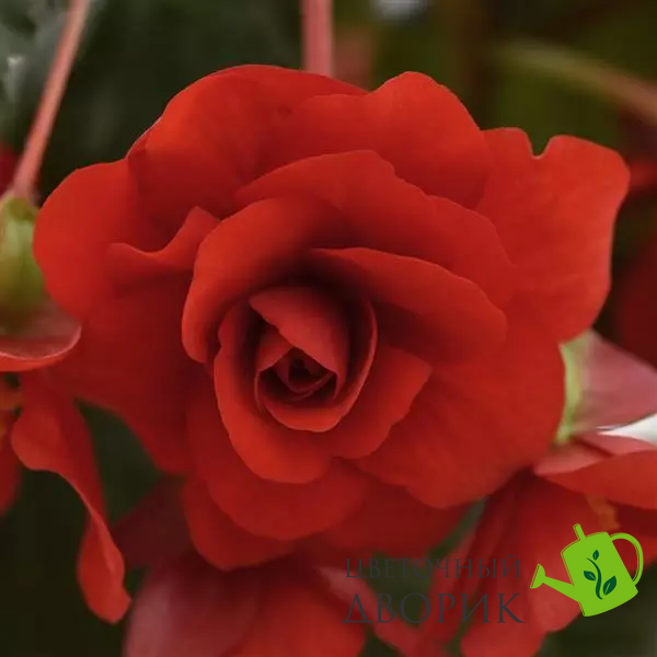 Бегонiя Sun Dancer Red pro-SunDancerR-500 фото
