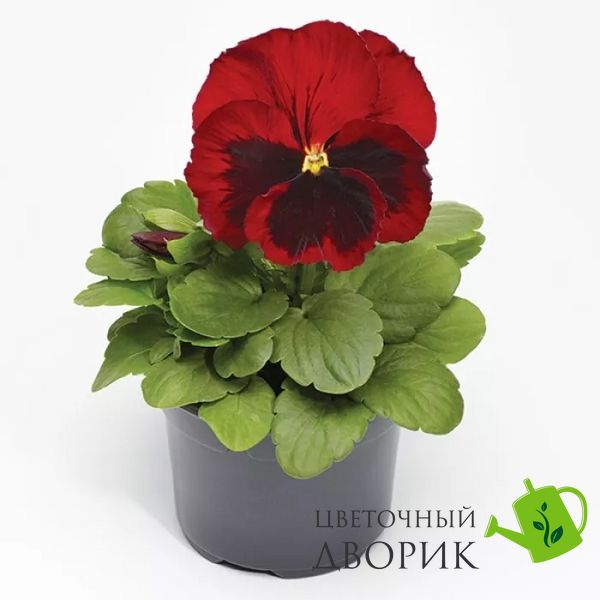 Виола Fino Red with Blotch New 2024 pro-FinoRedwithBlotch-1000 фото