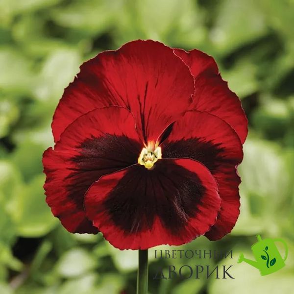 Виола Fino Red with Blotch New 2024 pro-FinoRedwithBlotch-1000 фото