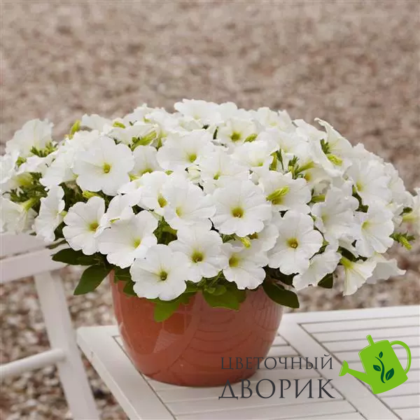 Петунія E3 Easy Wave F1 White E3EasyWaveWhite фото